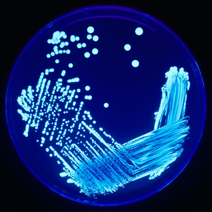 Legionella treatment