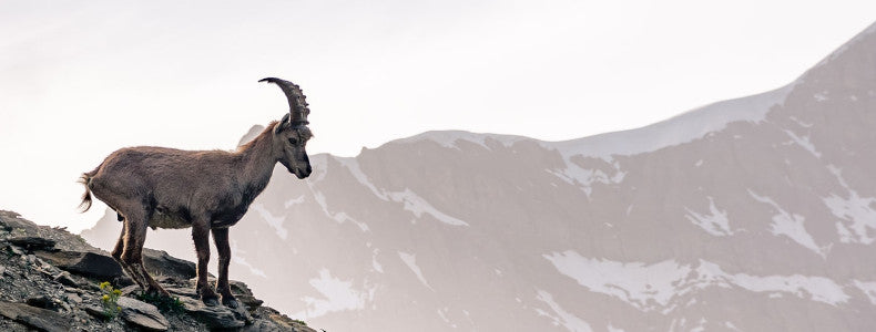 Rhinotech Systems Ltd